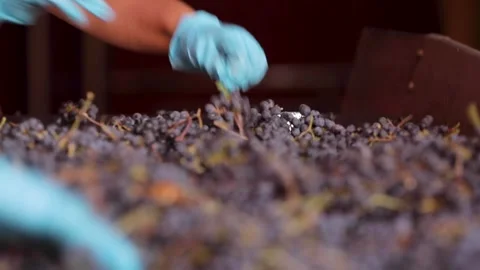 Grapes vibrating on the table Stock Footage 242522823