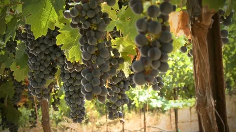 Grapes on the vine 07 HD Stock Footage 11657462