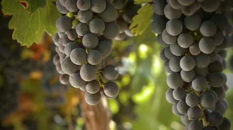 Grapes on the vine 08 HD Stock Footage