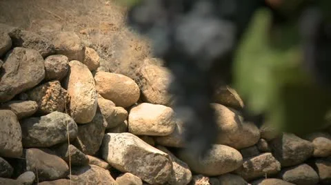 Grapes on the vine 09 HD Stock Footage 11656513