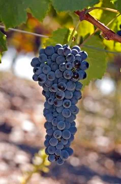 Grapes on the vine 1 Stock Photos