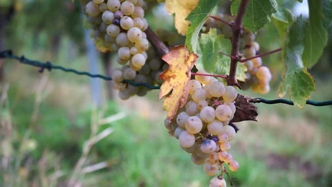 Grapes on the vine in autumn 2 Stock Footage 118047538