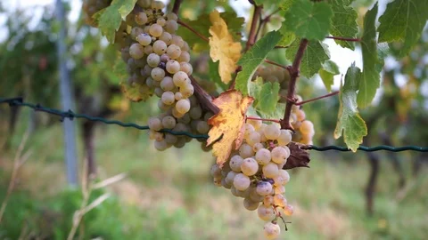 Grapes on the vine in autumn Stock Footage 118047337