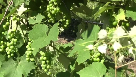 Grapes on a vine blowing in the wind Stock-Footage 78251197
