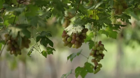 Grapes on the vine. bunch of half-ripe grapes on a tree Stock Footage 258642448