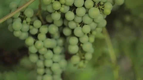 Grapes, vine, camera in motion, shallow depth of field Stock Footage 41451866