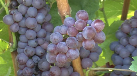 Grapes on the vine close up Stock Footage 35582847