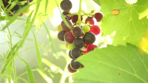 Grapes on the vine close up Stock Footage 170449067