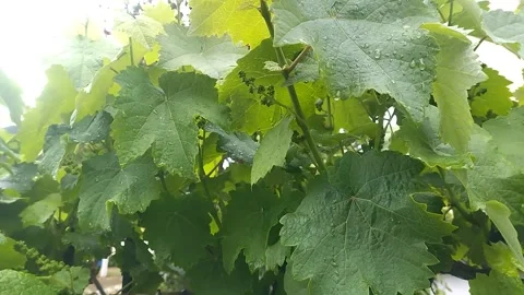 Grapes on the vine in the early stages of development Video stock 308637126
