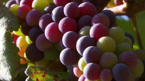 Grapes on the vine 스톡 동영상 86379