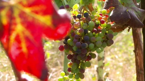 Grapes on vine Video stock 86382
