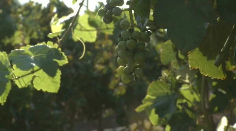 Grapes on vine Stock-Footage 504154