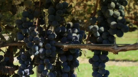 Grapes on the vine Stock Footage 874856