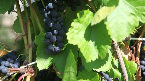 Grapes on the vine Video stock 8686563