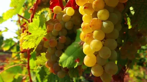 Grapes on the vine Stock Footage 10823273