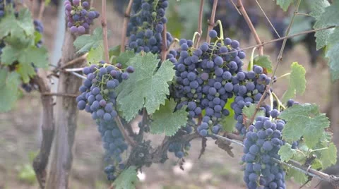 Grapes on the vine Stock Footage 12269028