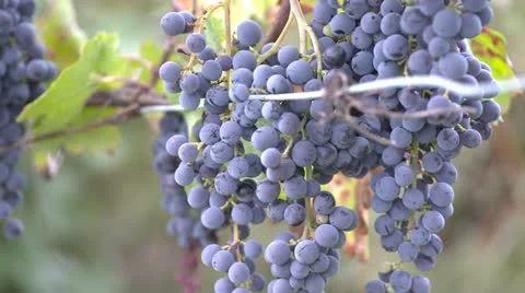 Grapes on the Vine Видео 12269159