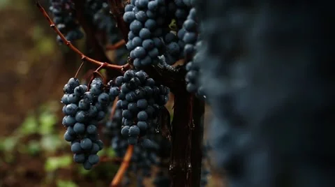 Grapes on vine Stock Footage 41845869