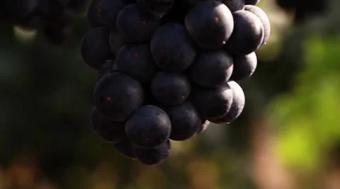 Grapes on vine Stock Footage 41845875