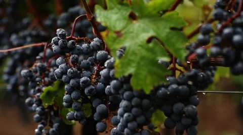 Grapes on vine Stock Footage 41845878