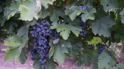 Grapes On The Vine Stock Footage 63865407