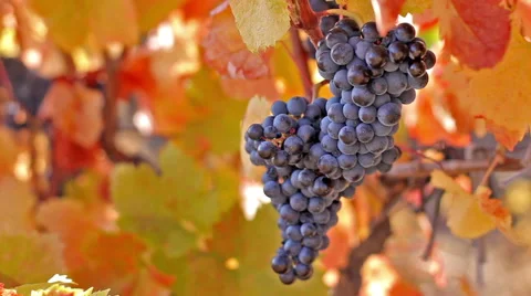 Grapes on the vine Stock Footage 68915351
