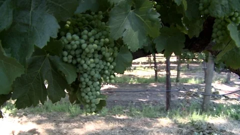 Grapes on the vine 스톡 동영상 78978568