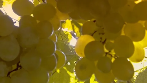 Grapes on vine Stock Footage 79601259