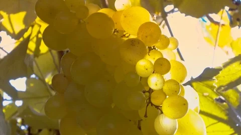 Grapes on vine Stock-Footage 79601310