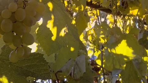 Grapes on vine Stock-Footage 79601361