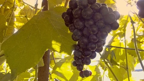 Grapes on vine Stock Footage 79601362