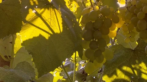 Grapes on vine Stock-Footage 79601377