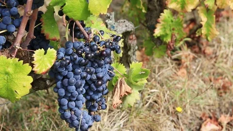 Grapes on the vine Stock Footage 81871092