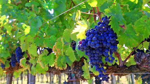 Grapes on the vine Stock Footage 92731333