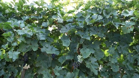 Grapes on the vine Stock Footage 112979995