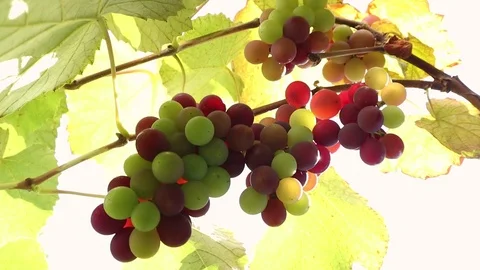 Grapes On The Vine Stock Footage 113761219