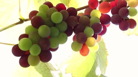 Grapes On The Vine Stock Footage 113761226
