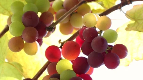 Grapes On The Vine Stock Footage 113761232