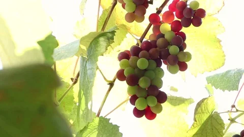 Grapes On The Vine Stock Footage 113761238