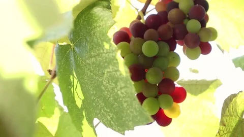Grapes On The Vine Stock Footage 113761245