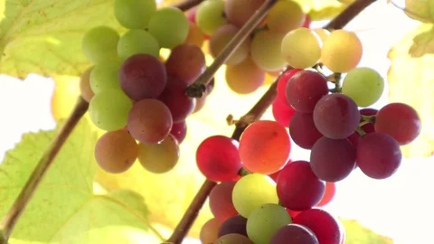 Grapes On The Vine Stock Footage 113761251