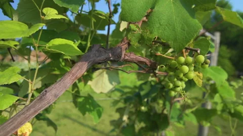 Grapes on the vine Vídeo Stock 160055493