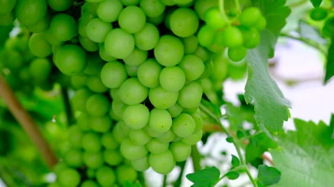 Grapes on the vine Stock Footage 246548076