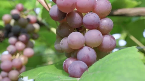 Grapes on a vine Stock Footage 282644004
