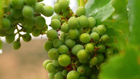 Grapes on the Vine Stock Footage 295385330