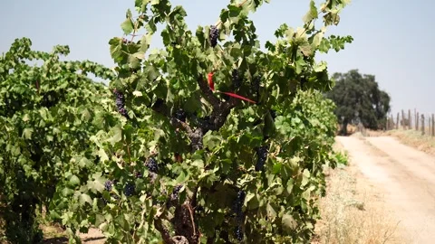 Grapes on the vine. Vídeos de archivo 316090751
