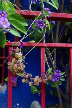 Grapes Vine in the Gate Stock Photos