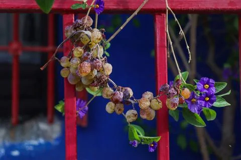 Grapes Vine in the Gate Stock Photos
