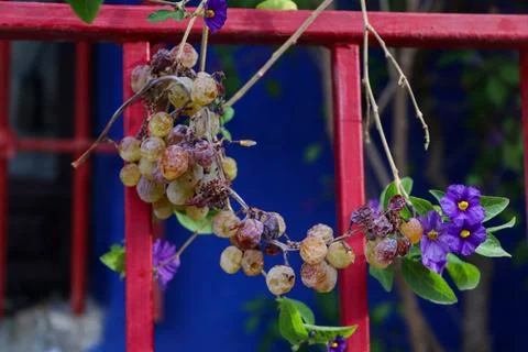 Grapes Vine in the Gate Stock Photos