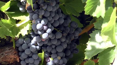 Grapes vine leaves close up Stock Footage 79996981